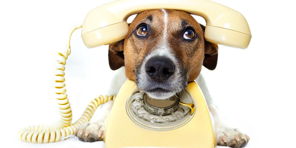 dog-phone-e1492032433367